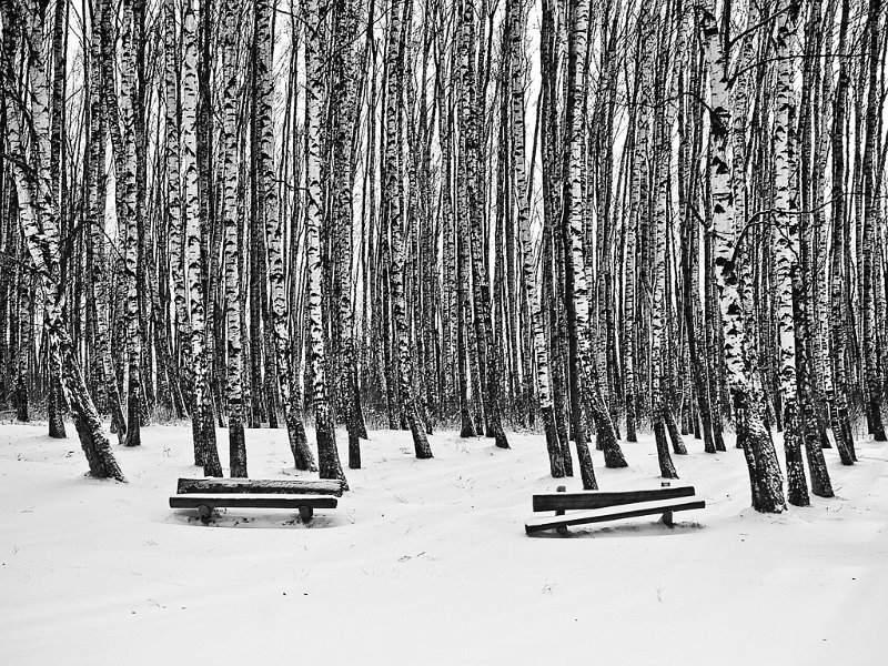 434 - birches and benches - PODWYSOCKA Beata - poland.jpg